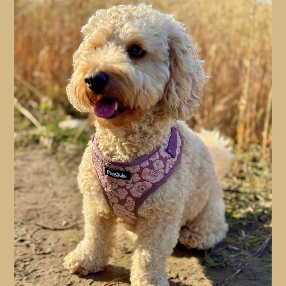 Luxe Adjustable Harness - Mocha Petals - mezetto PupClub Couture PupClub Couture