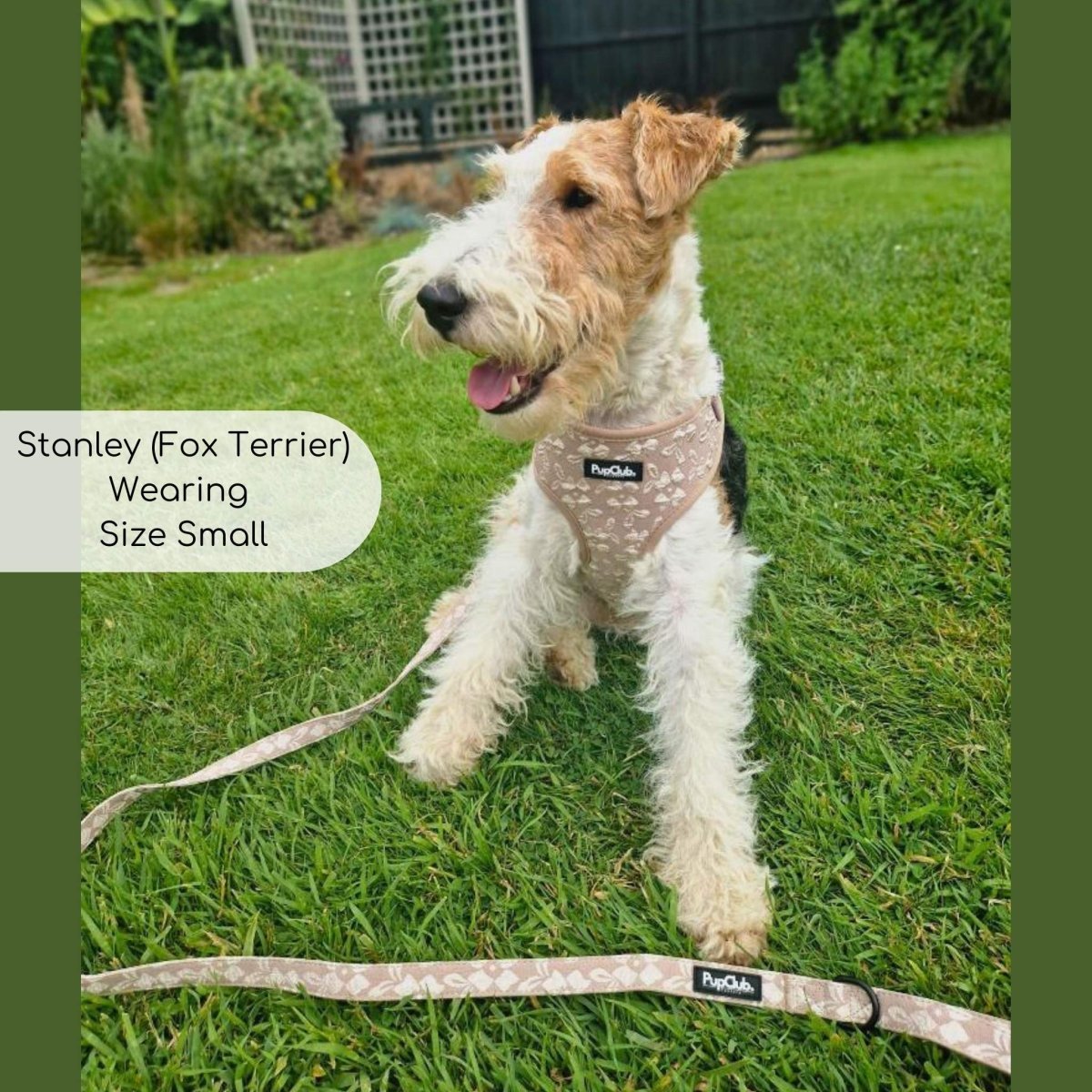 Luxe Adjustable Harness - Toffee Latte Petals - mezetto PupClub Couture PupClub Couture