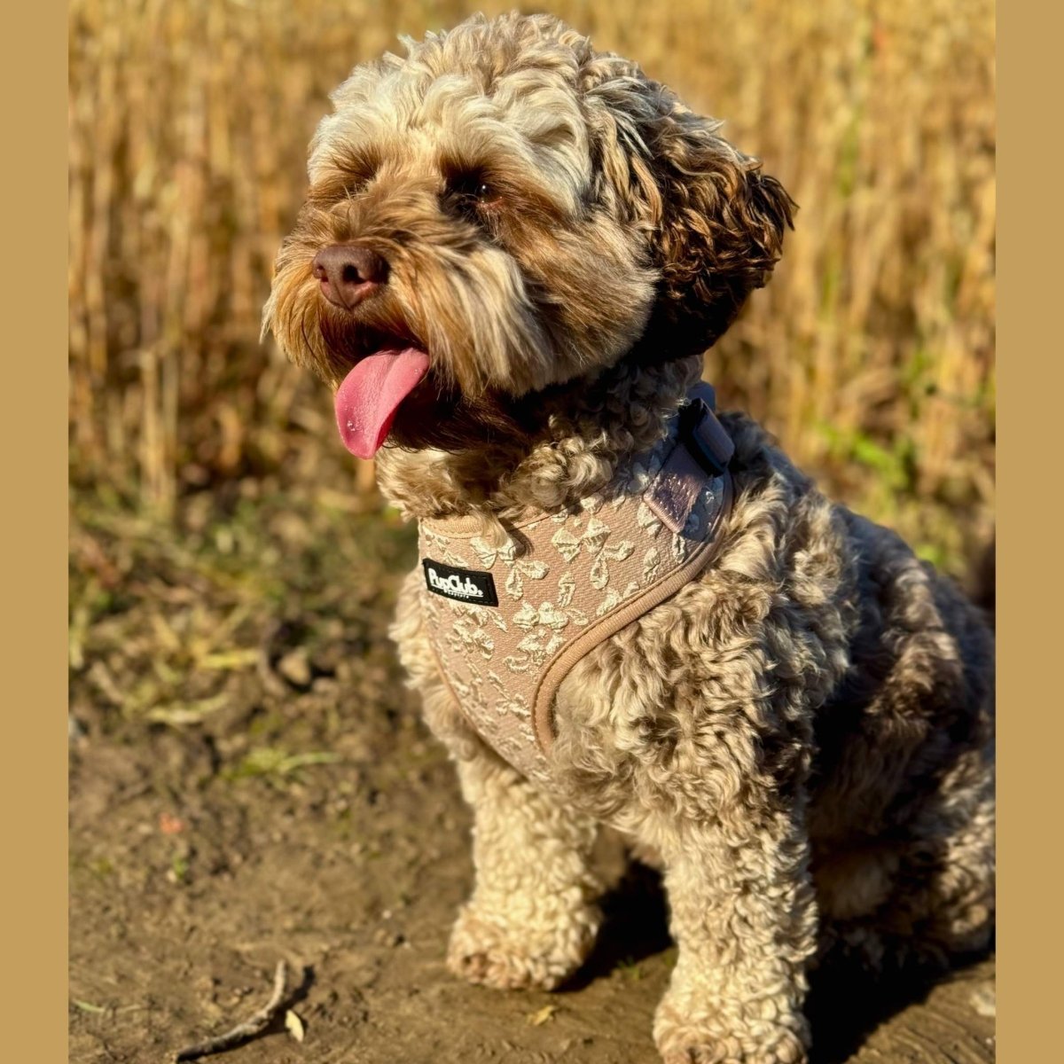 Luxe Adjustable Harness - Toffee Latte Petals - mezetto PupClub Couture PupClub Couture