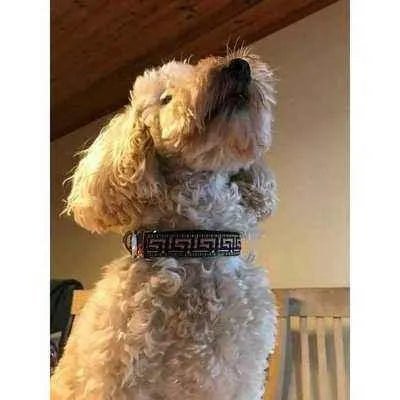 Pampered Pups Custom Cotton Dog Collar - mezetto