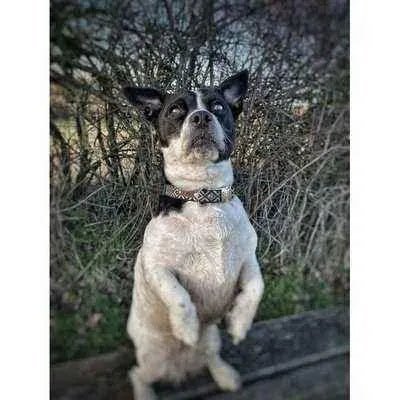 Personalised Cotton Dog Collar: Sapphire Elegance - mezetto