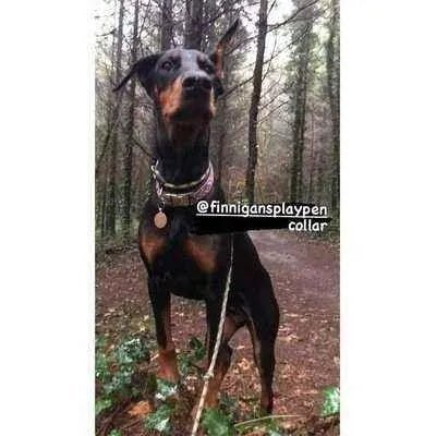 Regal Paws Bespoke Dog Lead - mezetto