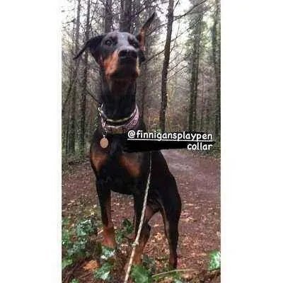 Regal Paws Bespoke Dog Lead - mezetto