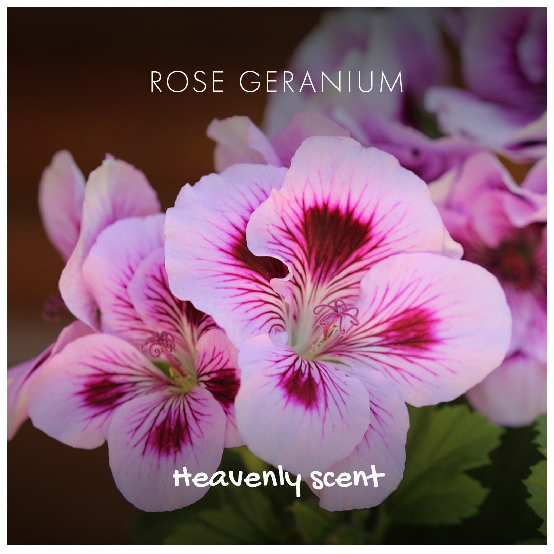 Rose Geranium Natural Soap - mezetto Friendly Soap Friendly Soap