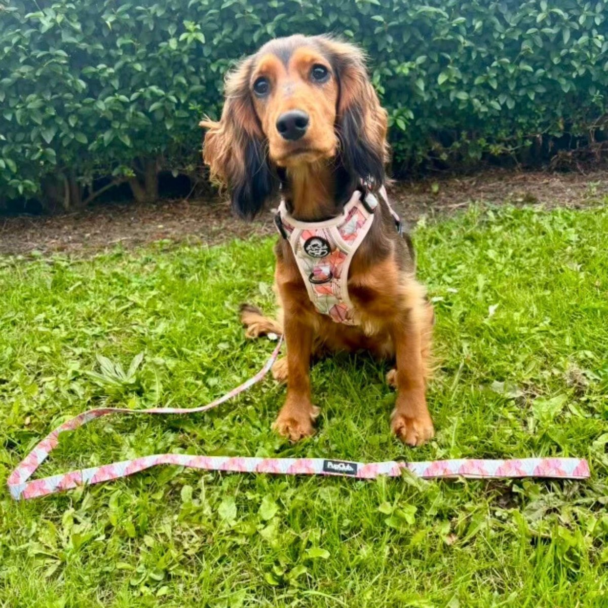 Rugged Rover™ Harness - Autumn Breeze - mezetto PupClub Couture PupClub Couture