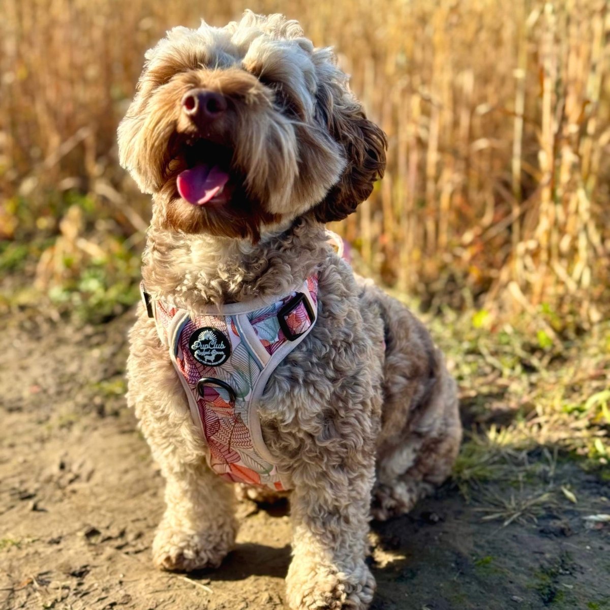 Rugged Rover™ Harness - Autumn Breeze - mezetto PupClub Couture PupClub Couture