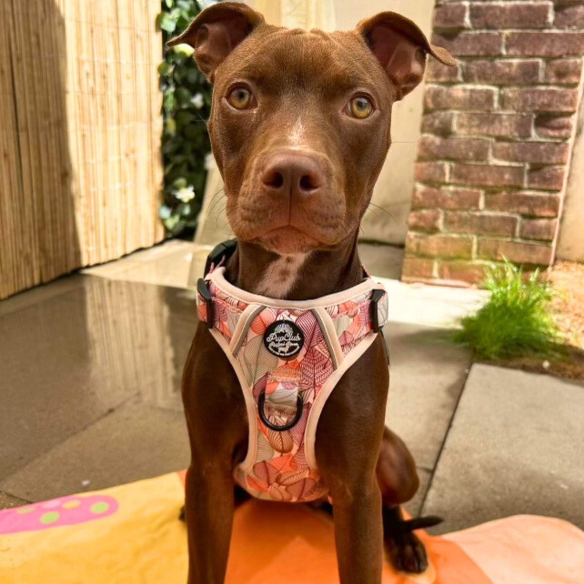 Rugged Rover™ Harness - Autumn Breeze - mezetto PupClub Couture PupClub Couture