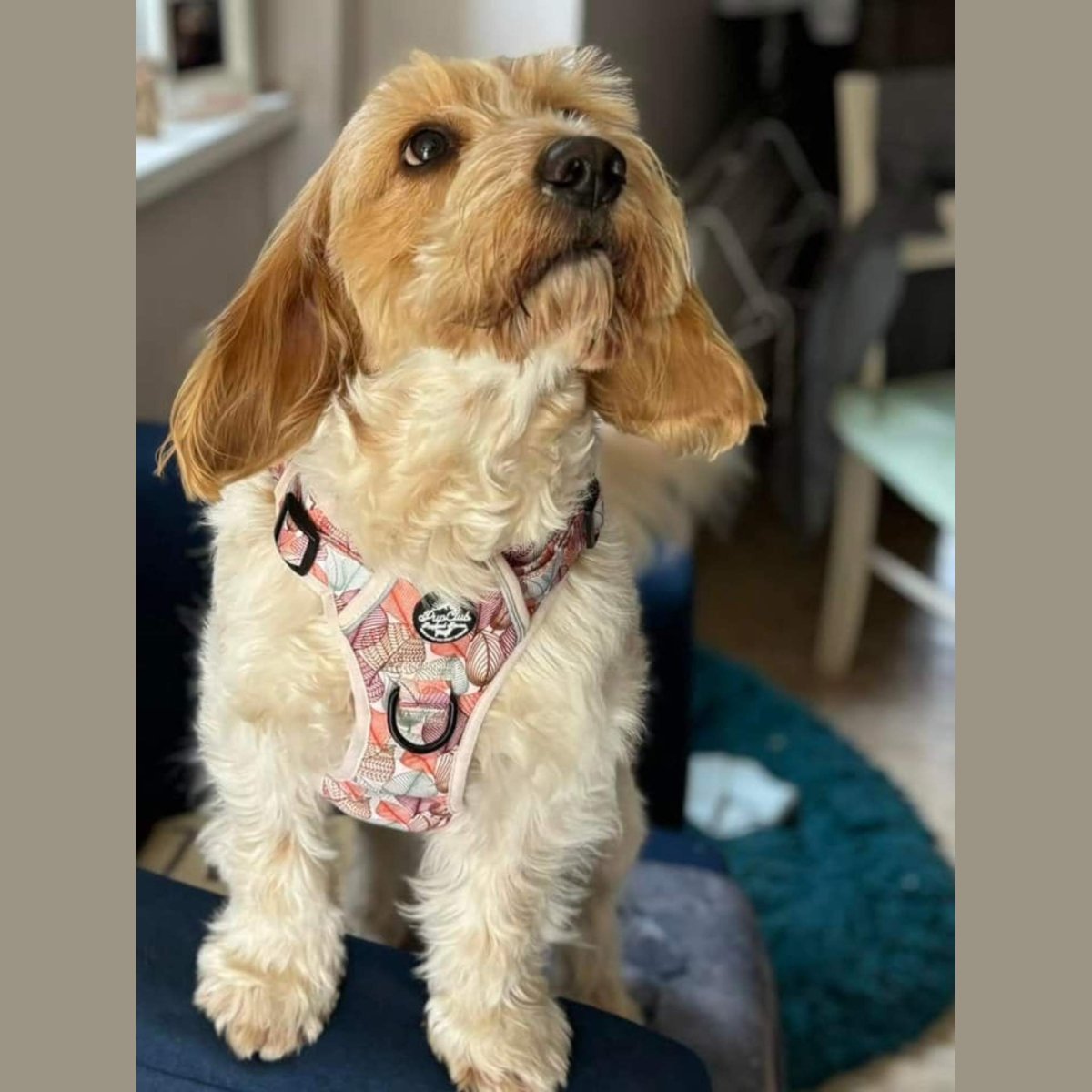 Rugged Rover™ Harness - Autumn Breeze - mezetto PupClub Couture PupClub Couture