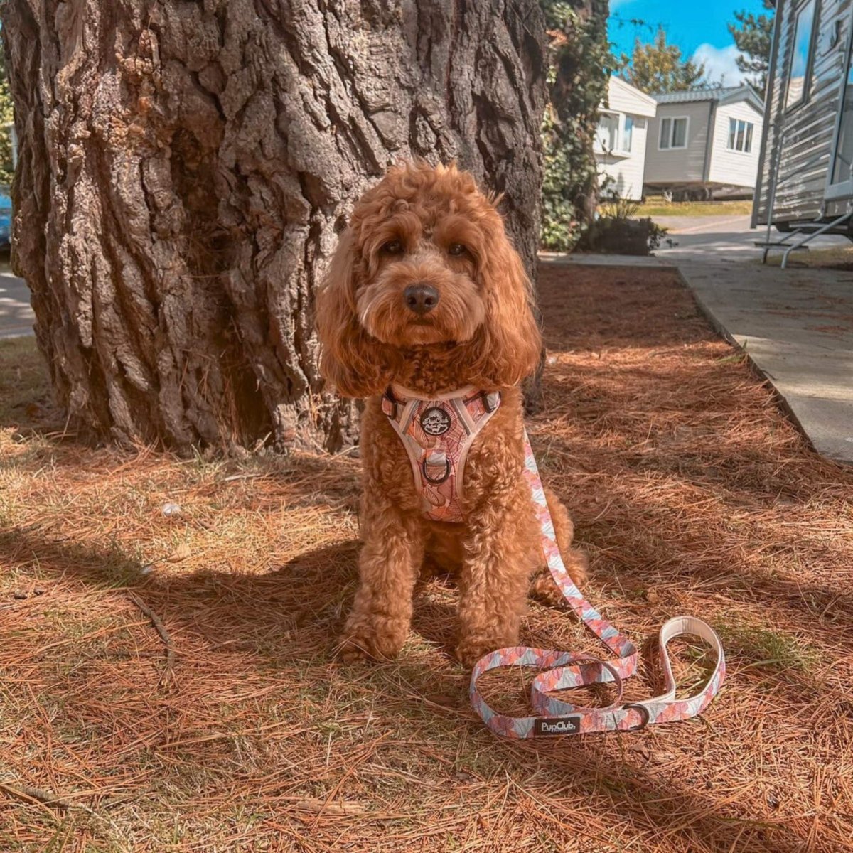 Rugged Rover™ Harness - Autumn Breeze - mezetto PupClub Couture PupClub Couture