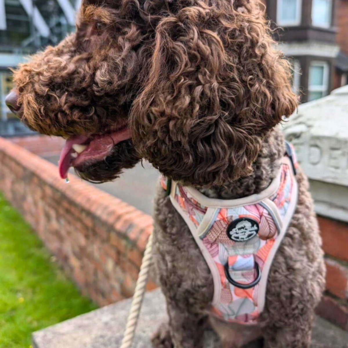 Rugged Rover™ Harness - Autumn Breeze - mezetto PupClub Couture PupClub Couture