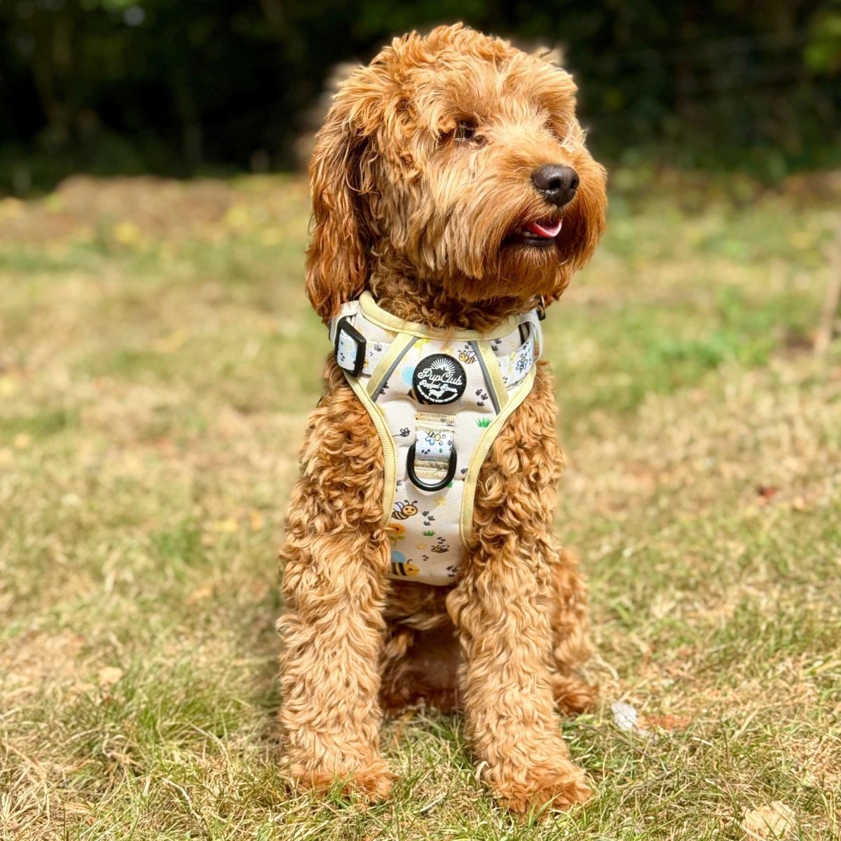 Rugged Rover™ Harness - Bee - utiful Summer - mezetto PupClub Couture PupClub Couture