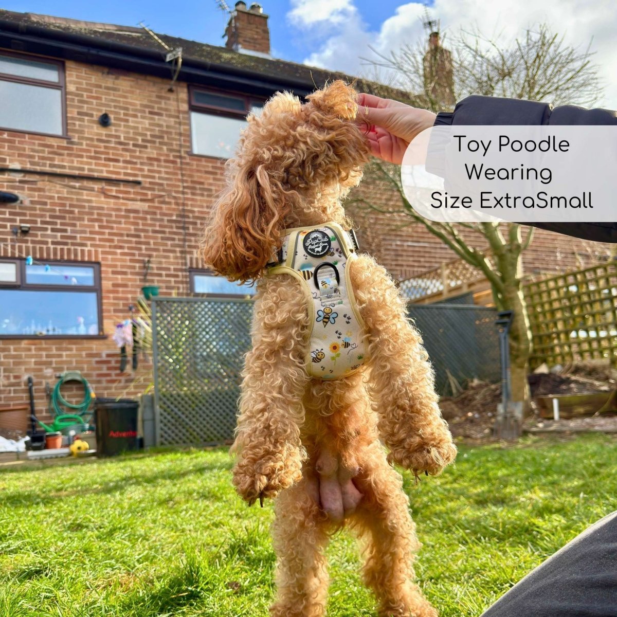 Rugged Rover™ Harness - Bee - utiful Summer - mezetto PupClub Couture PupClub Couture