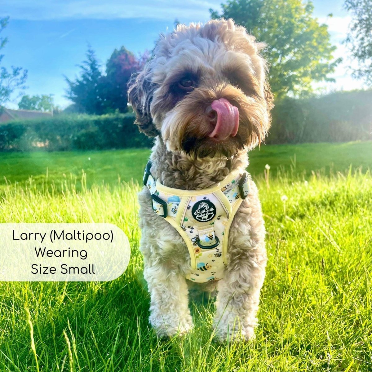 Rugged Rover™ Harness - Bee - utiful Summer - mezetto PupClub Couture PupClub Couture