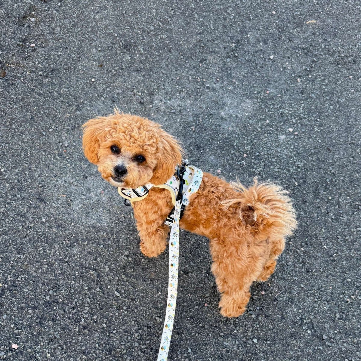 Rugged Rover™ Harness - Bee - utiful Summer - mezetto PupClub Couture PupClub Couture