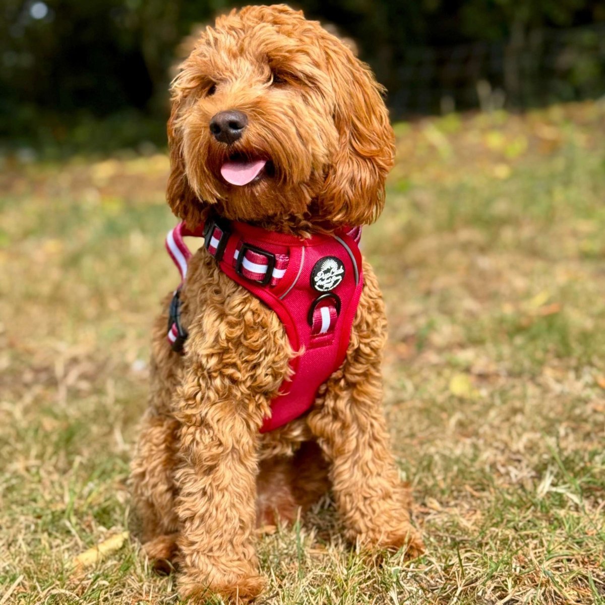 Rugged Rover™ Harness - Berry Red - mezetto PupClub Couture PupClub Couture