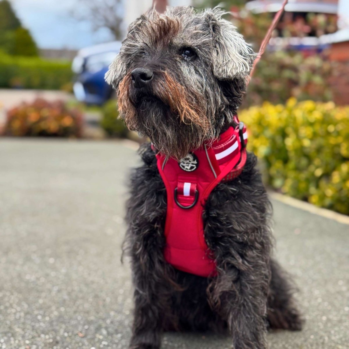 Rugged Rover™ Harness - Berry Red - mezetto PupClub Couture PupClub Couture
