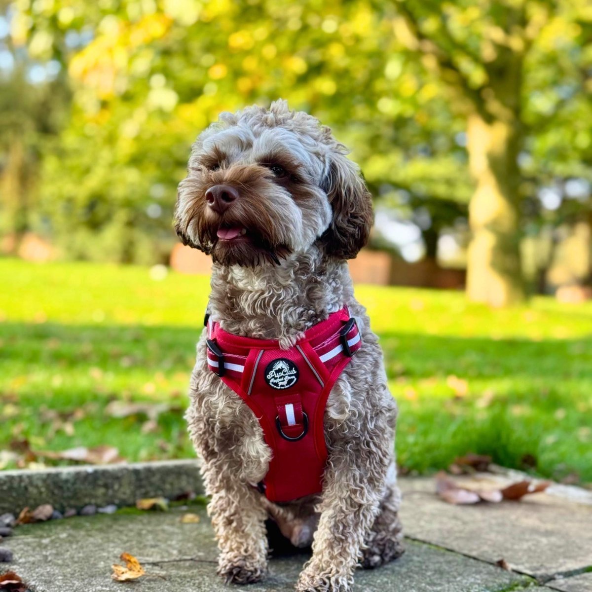 Rugged Rover™ Harness - Berry Red - mezetto PupClub Couture PupClub Couture