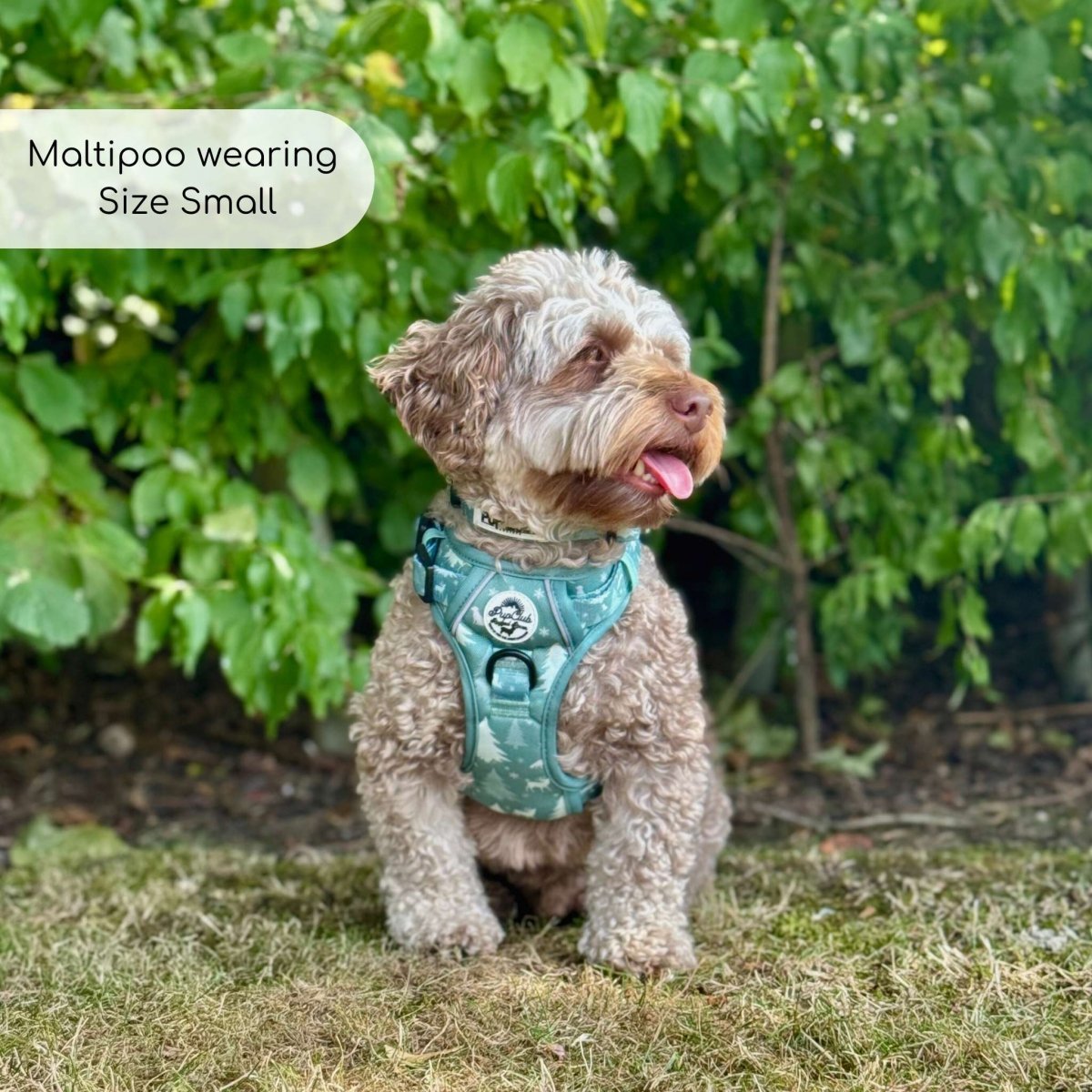 Rugged Rover™ Harness - Evergreen Trails - mezetto PupClub Couture PupClub Couture