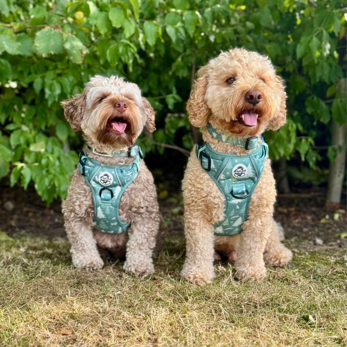 Rugged Rover™ Harness - Evergreen Trails - mezetto PupClub Couture PupClub Couture