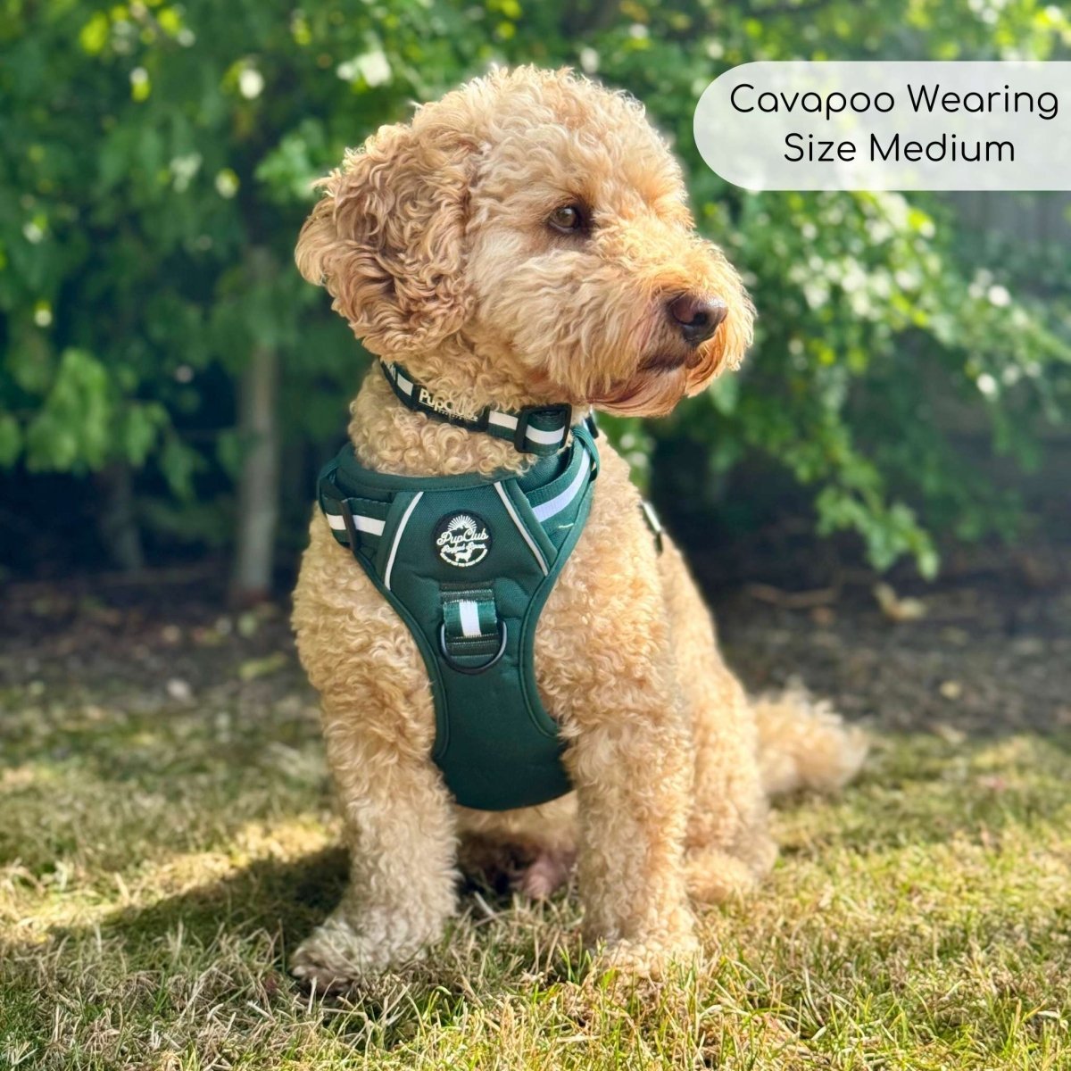 Rugged Rover™ Harness - Forest Green - mezetto PupClub Couture PupClub Couture
