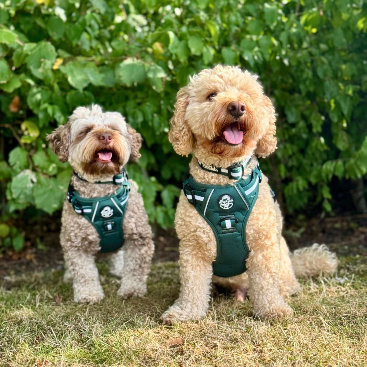 Rugged Rover™ Harness - Forest Green - mezetto PupClub Couture PupClub Couture