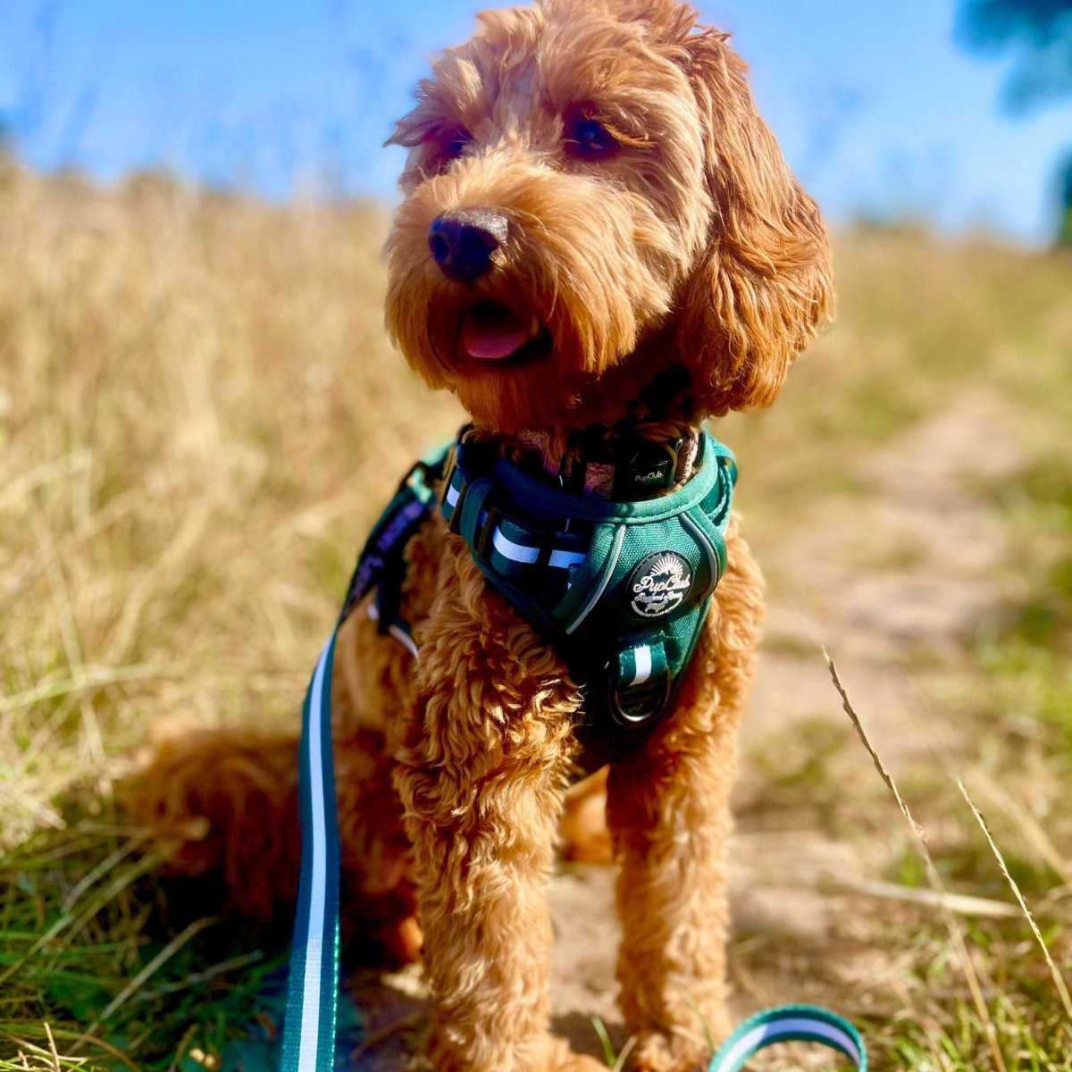 Rugged Rover™ Harness - Forest Green - mezetto PupClub Couture PupClub Couture