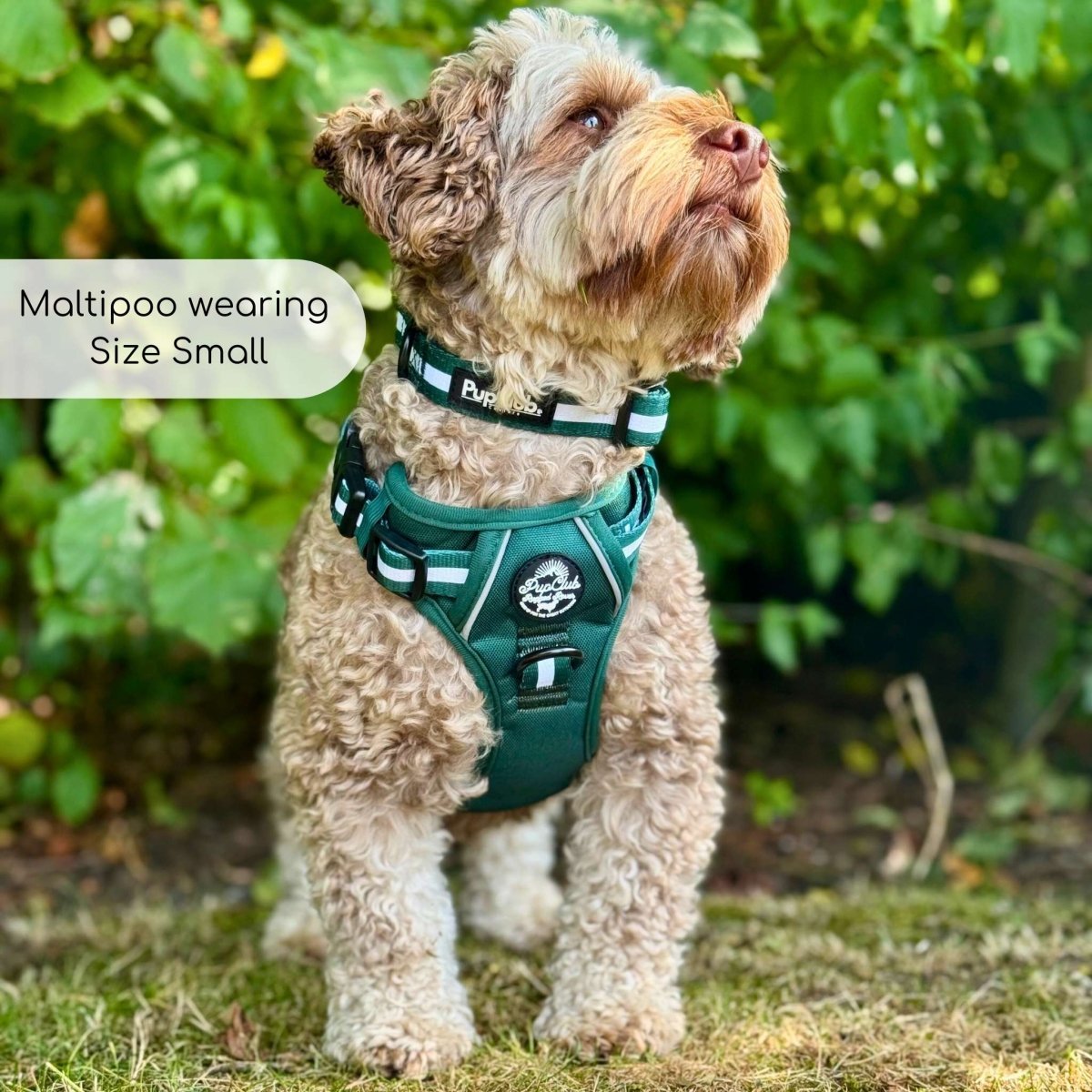 Rugged Rover™ Harness - Forest Green - mezetto PupClub Couture PupClub Couture