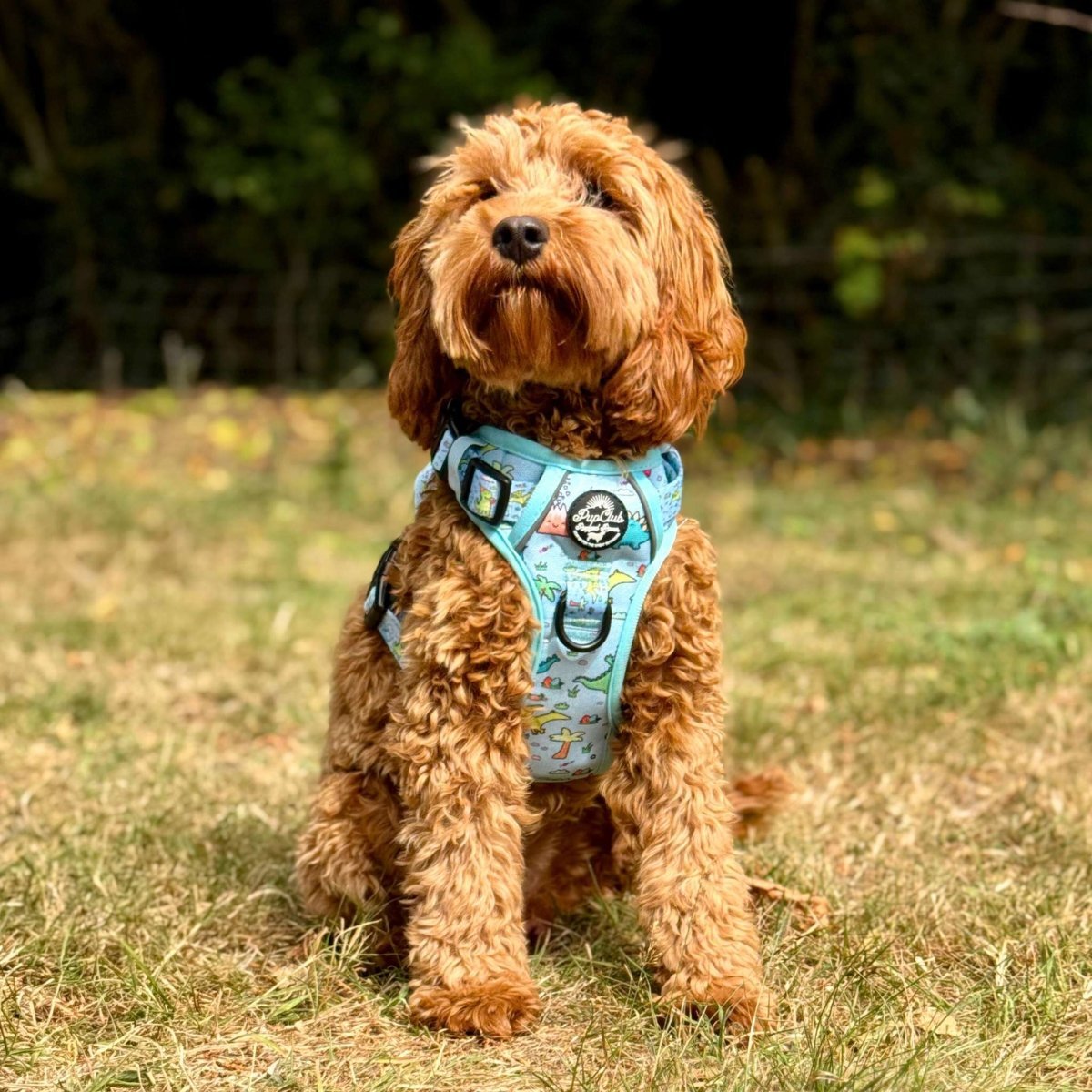 Rugged Rover™ Harness - Jurassic Party - mezetto PupClub Couture PupClub Couture