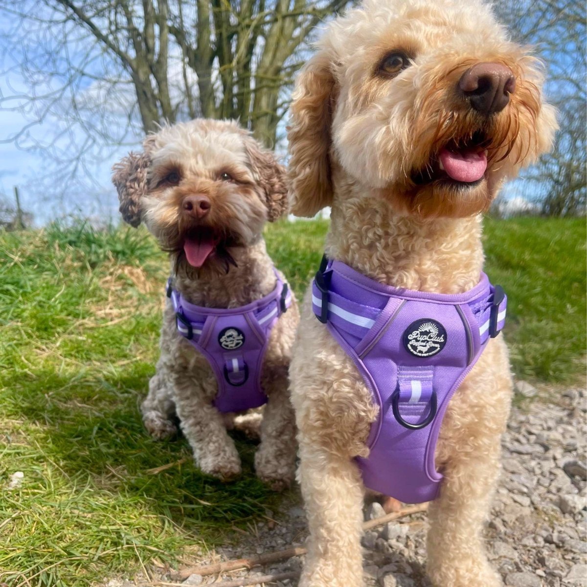 Rugged Rover™ Harness - Lilac Blush - mezetto PupClub Couture PupClub Couture