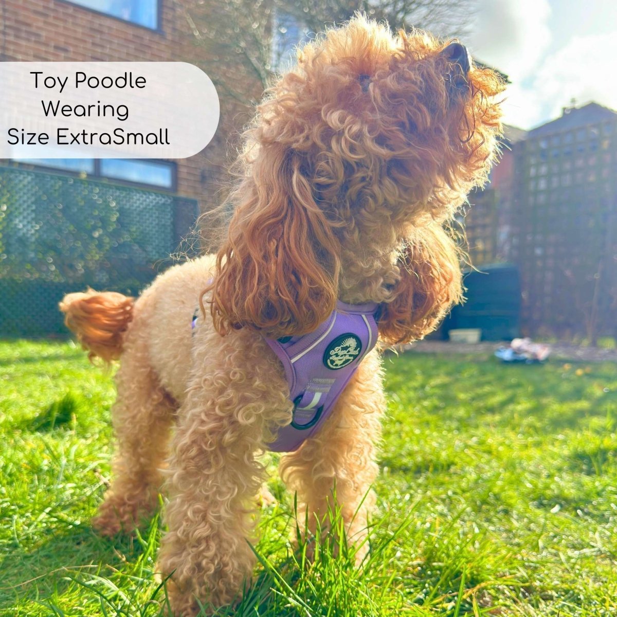 Rugged Rover™ Harness - Lilac Blush - mezetto PupClub Couture PupClub Couture