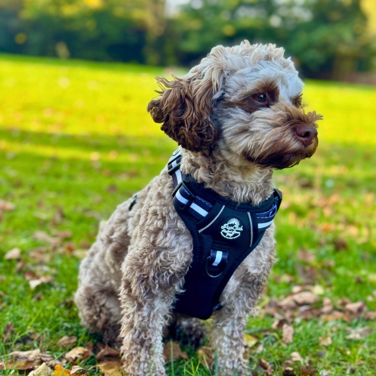 Rugged Rover™ Harness - Midnight Black - mezetto PupClub Couture PupClub Couture