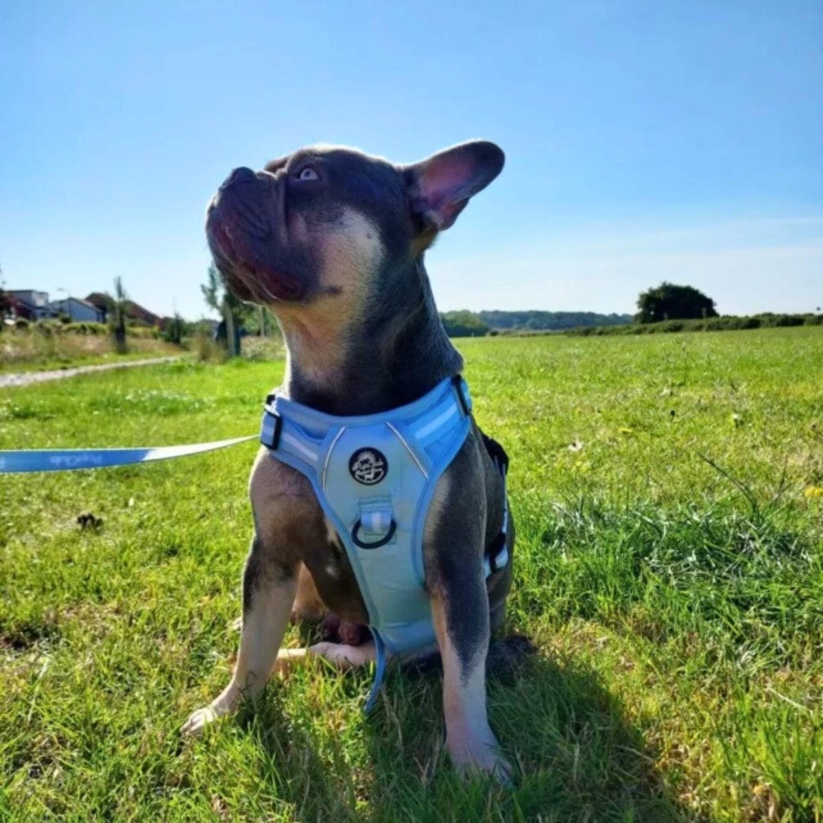 Rugged Rover™ Harness - Pastel Blue - mezetto PupClub Couture PupClub Couture