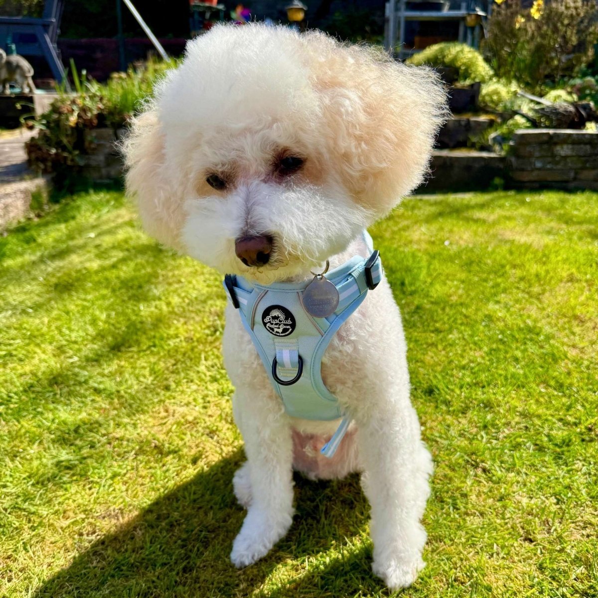 Rugged Rover™ Harness - Pastel Blue - mezetto PupClub Couture PupClub Couture