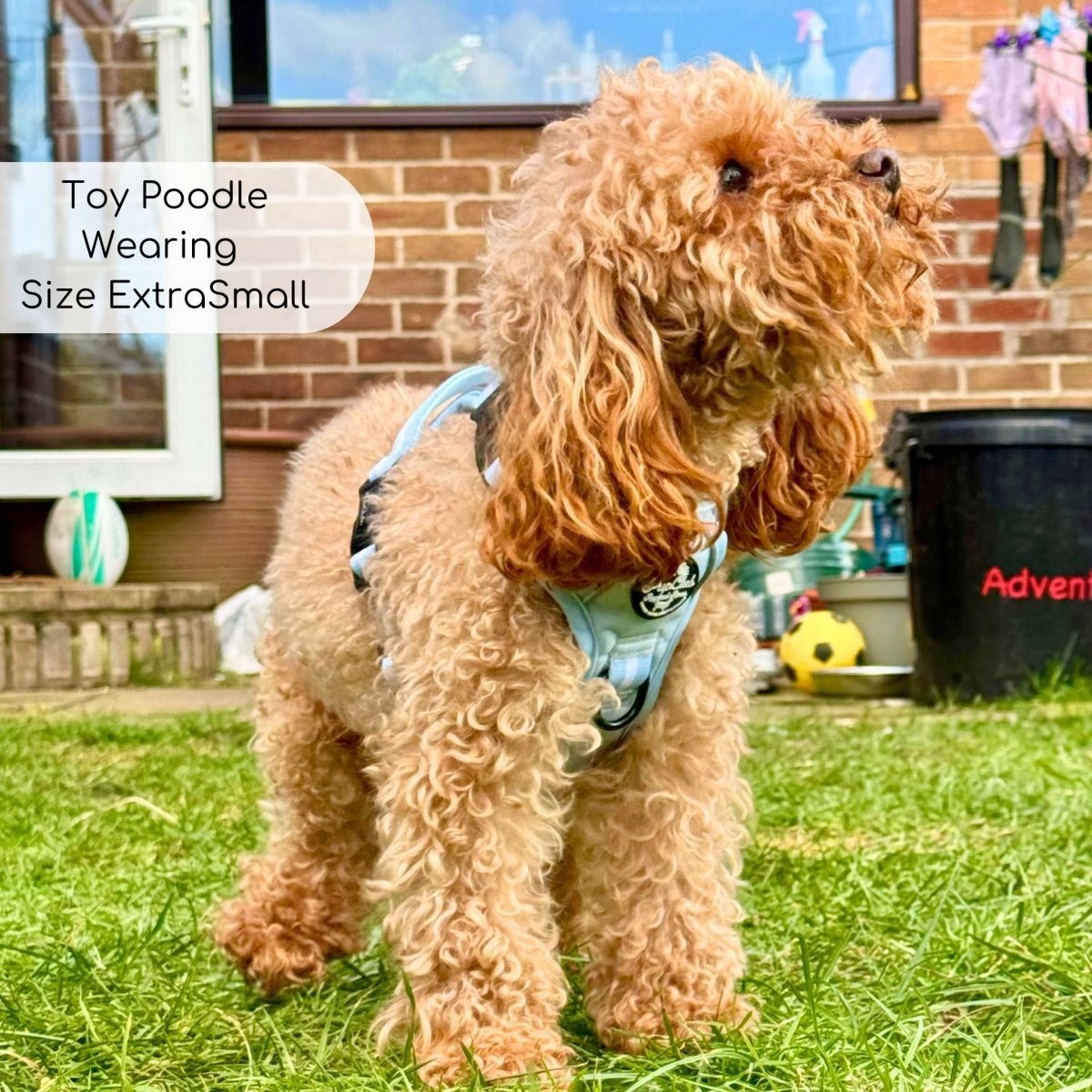 Rugged Rover™ Harness - Pastel Blue - mezetto PupClub Couture PupClub Couture