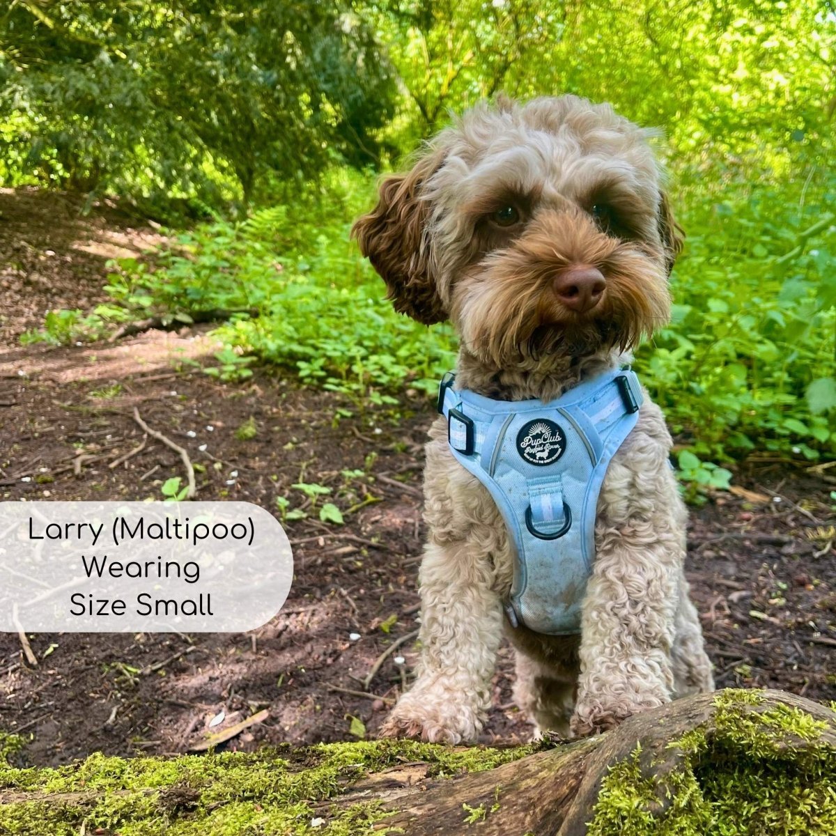 Rugged Rover™ Harness - Pastel Blue - mezetto PupClub Couture PupClub Couture