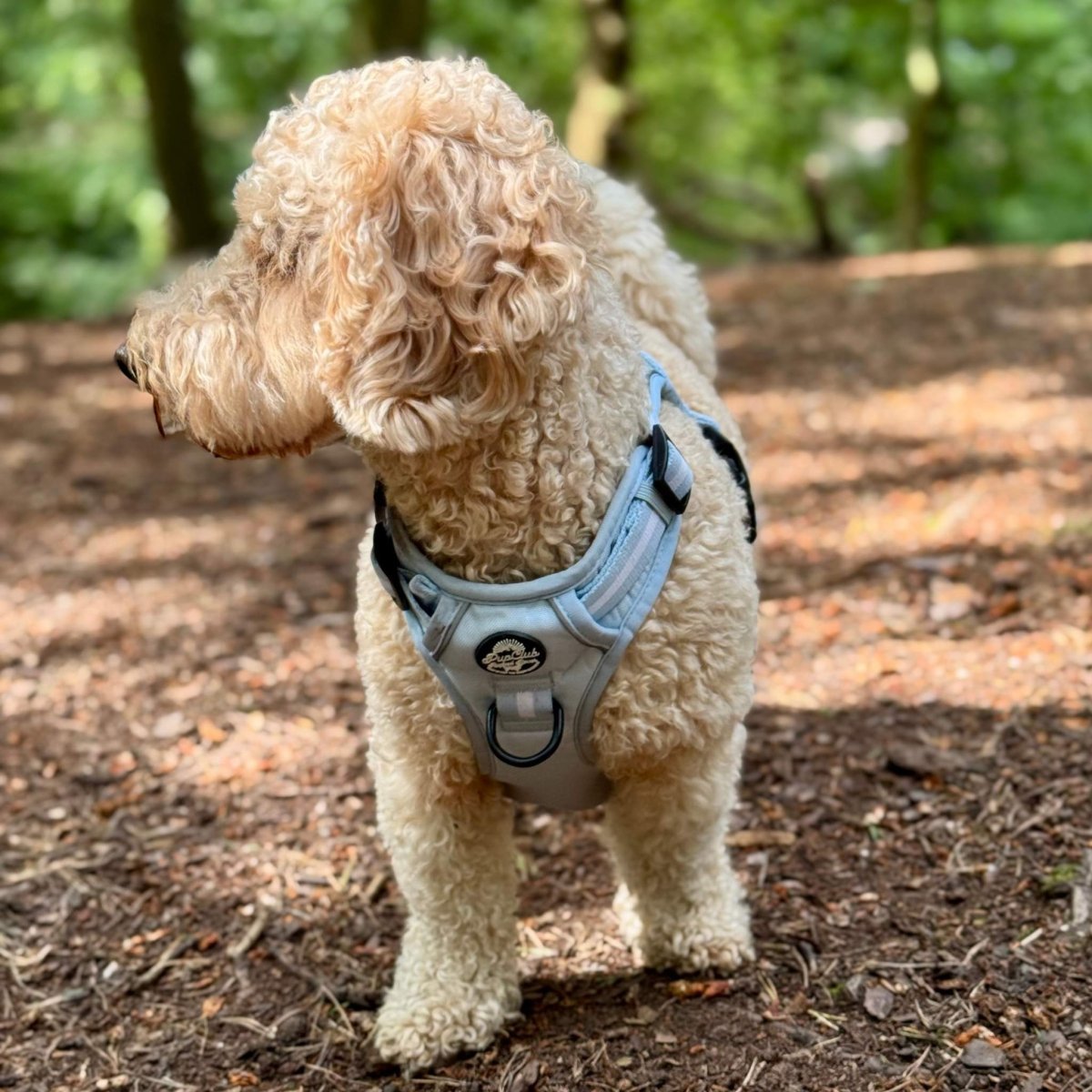 Rugged Rover™ Harness - Pastel Blue - mezetto PupClub Couture PupClub Couture