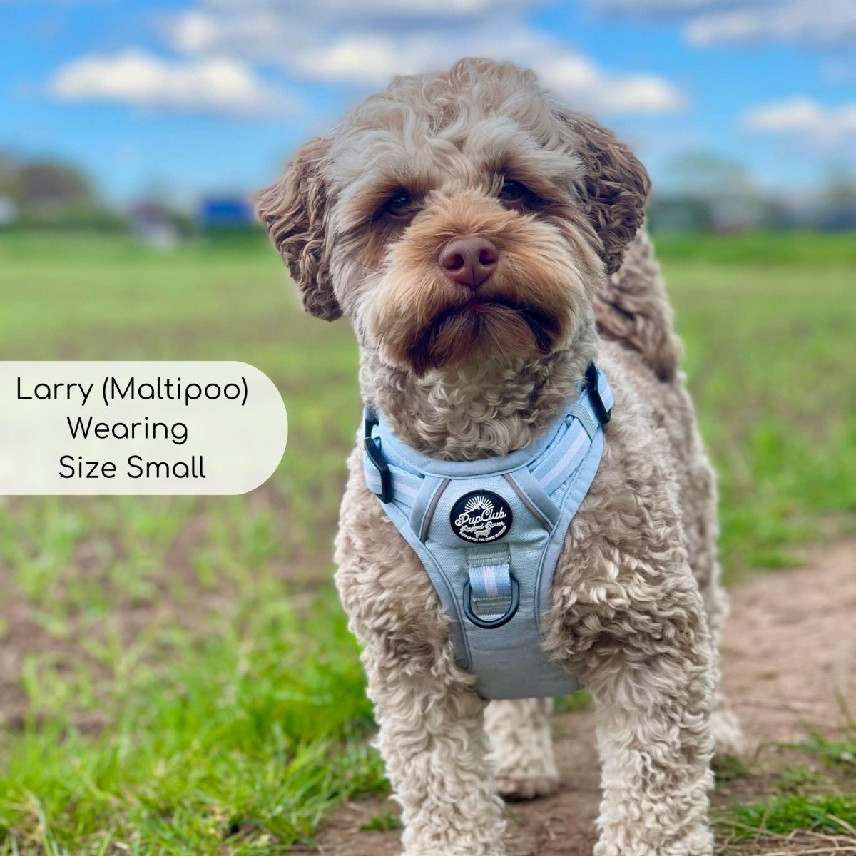 Rugged Rover™ Harness - Pastel Blue - mezetto PupClub Couture PupClub Couture