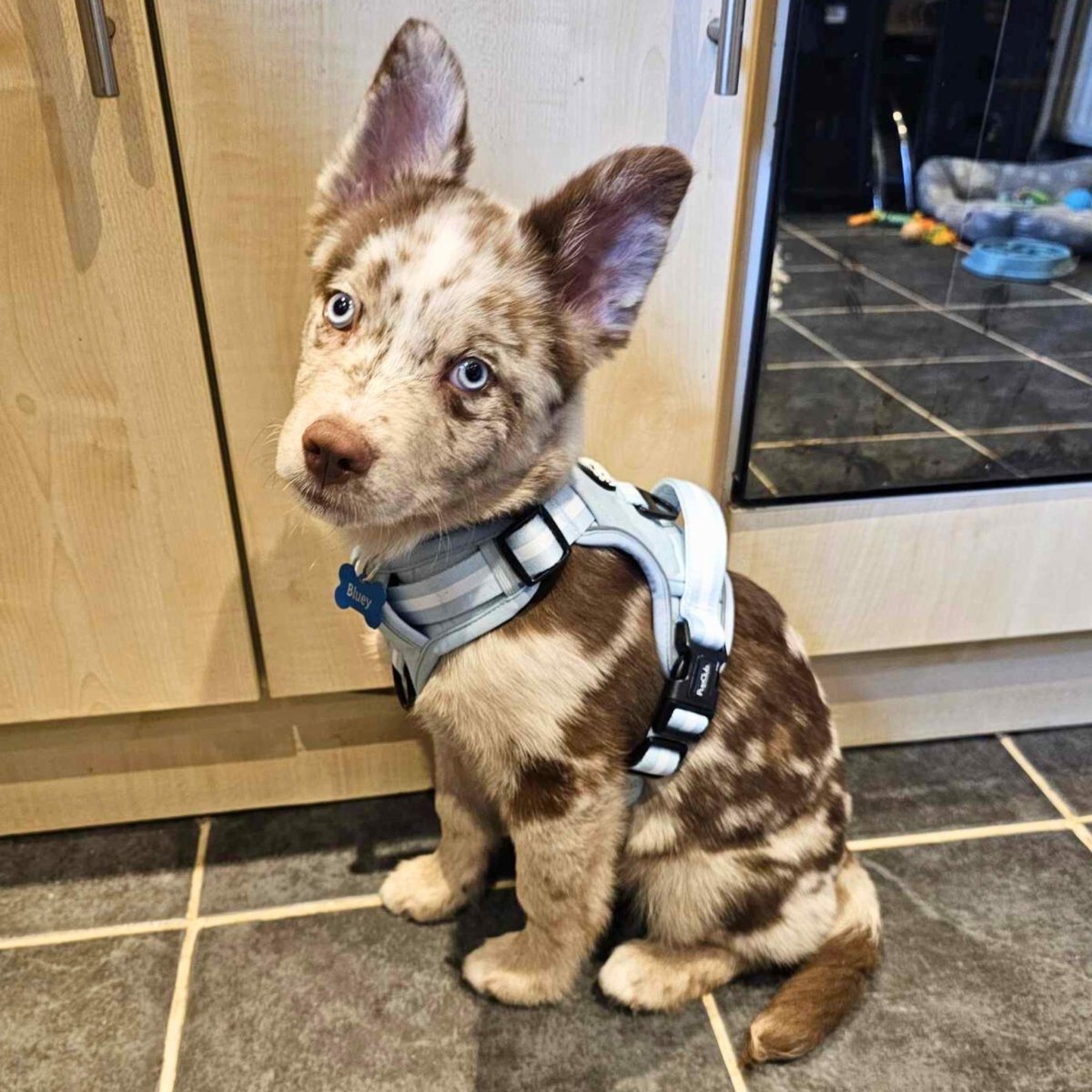 Rugged Rover™ Harness - Pastel Blue - mezetto PupClub Couture PupClub Couture