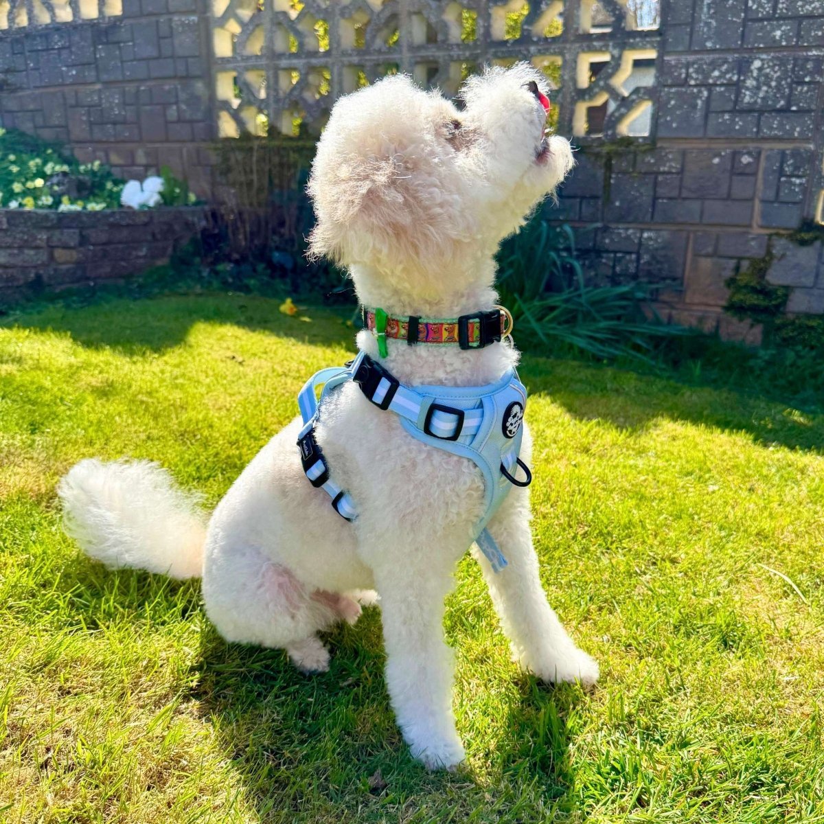 Rugged Rover™ Harness - Pastel Blue - mezetto PupClub Couture PupClub Couture