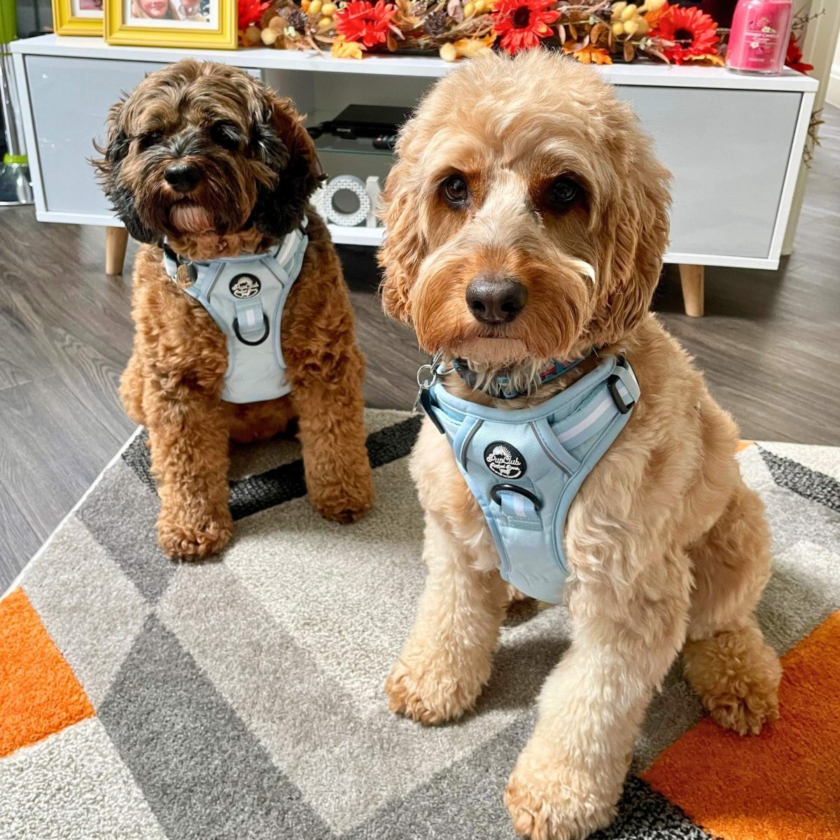 Rugged Rover™ Harness - Pastel Blue - mezetto PupClub Couture PupClub Couture