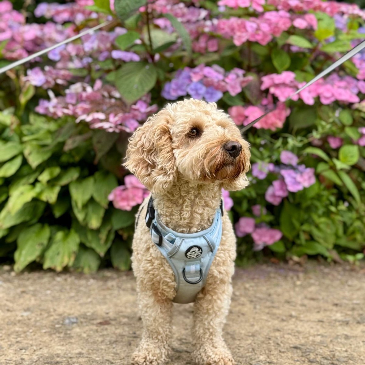 Rugged Rover™ Harness - Pastel Blue - mezetto PupClub Couture PupClub Couture