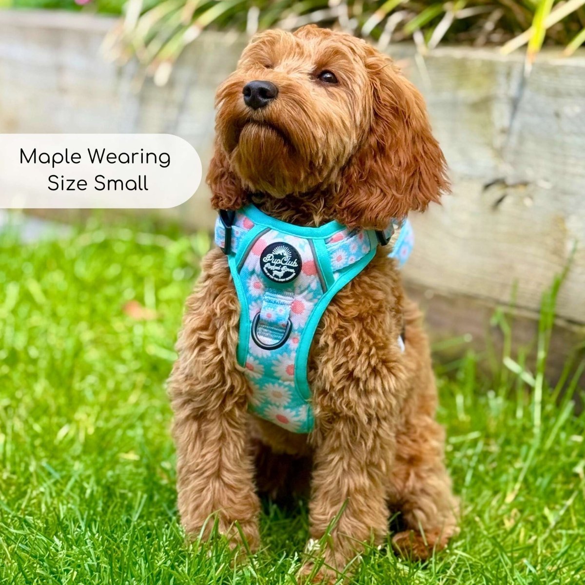 Rugged Rover™ Harness - Pastel Daisy - mezetto PupClub Couture PupClub Couture