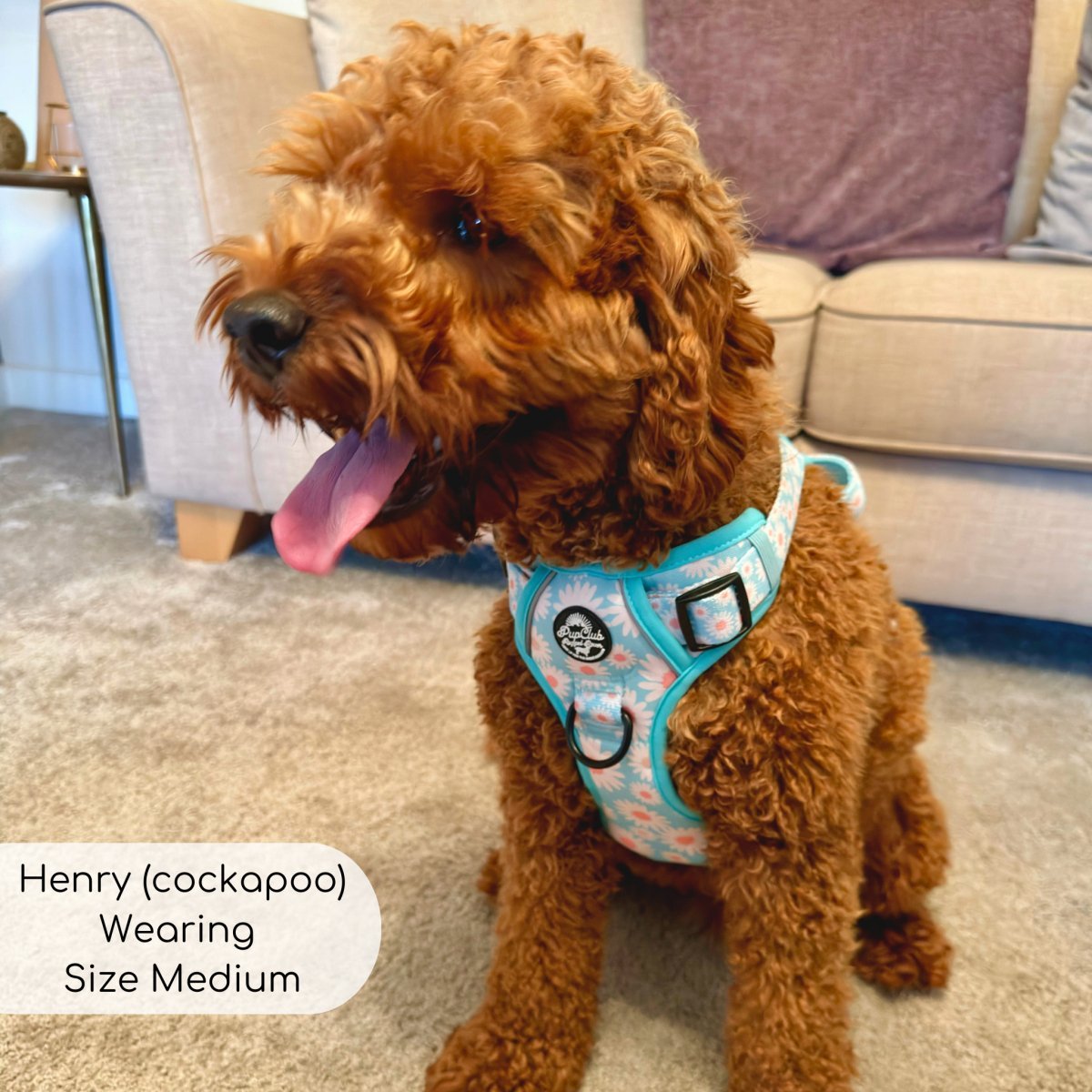 Rugged Rover™ Harness - Pastel Daisy - mezetto PupClub Couture PupClub Couture