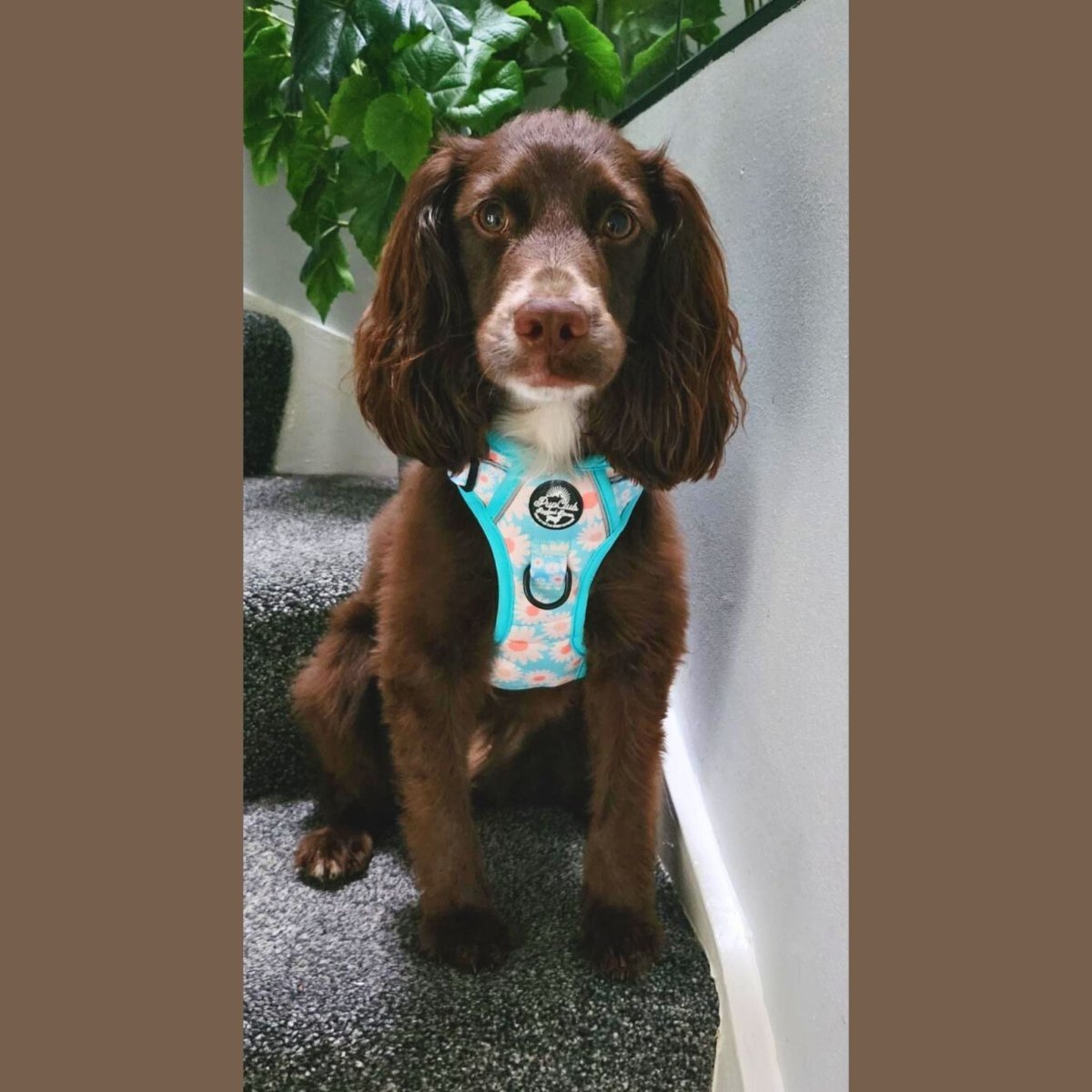 Rugged Rover™ Harness - Pastel Daisy - mezetto PupClub Couture PupClub Couture