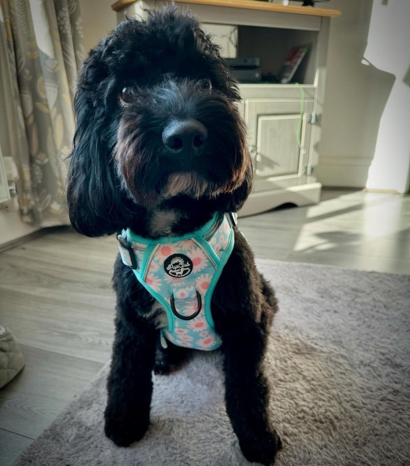 Rugged Rover™ Harness - Pastel Daisy - mezetto PupClub Couture PupClub Couture