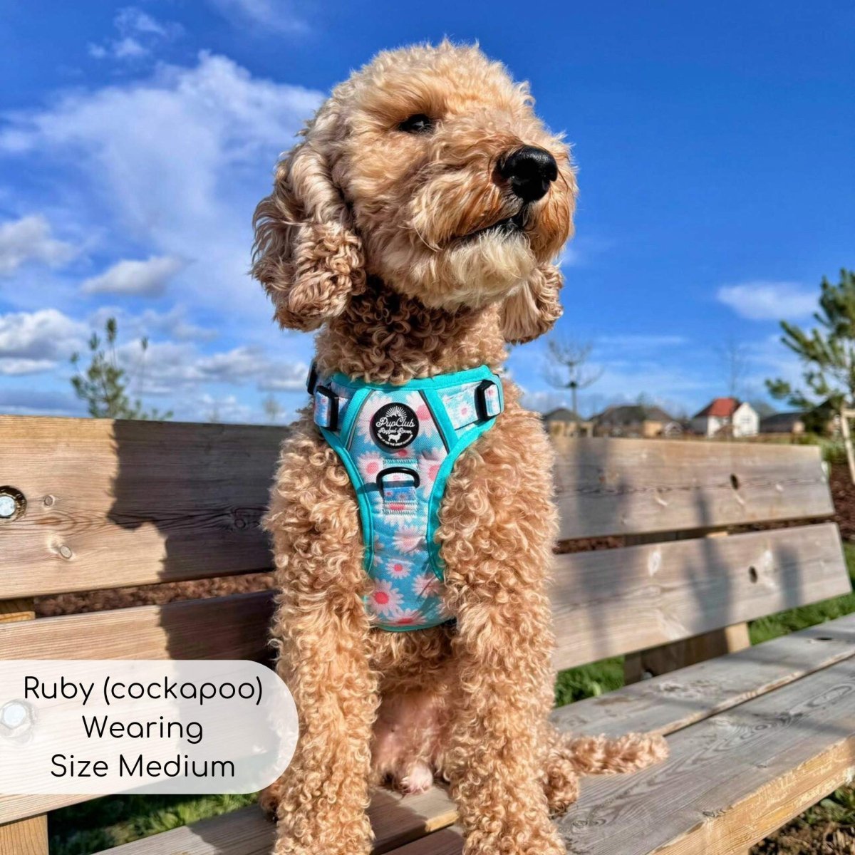 Rugged Rover™ Harness - Pastel Daisy - mezetto PupClub Couture PupClub Couture