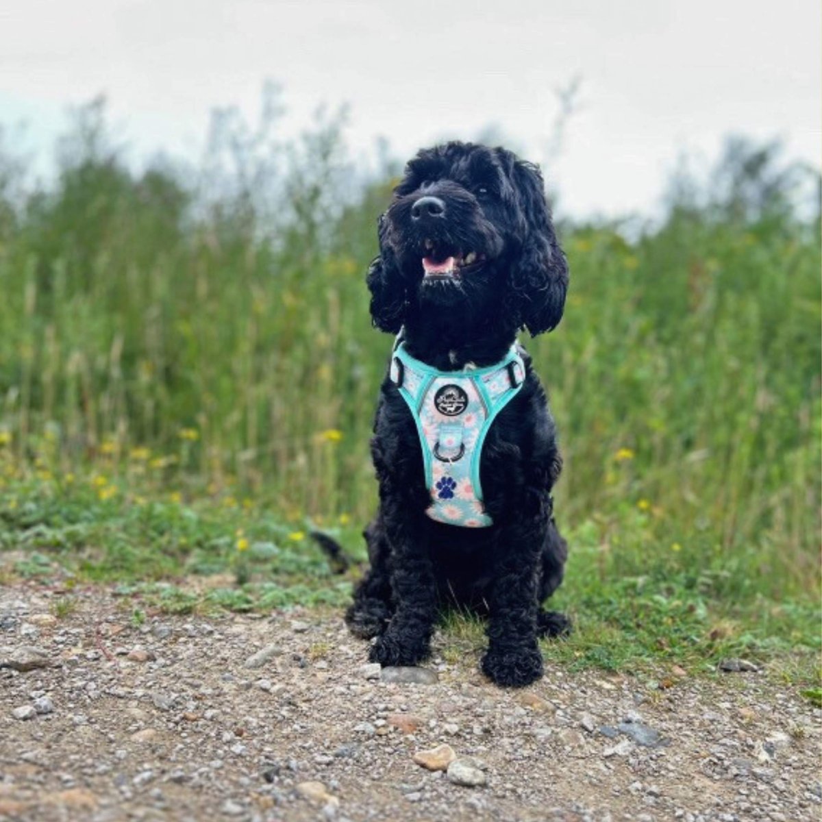 Rugged Rover™ Harness - Pastel Daisy - mezetto PupClub Couture PupClub Couture
