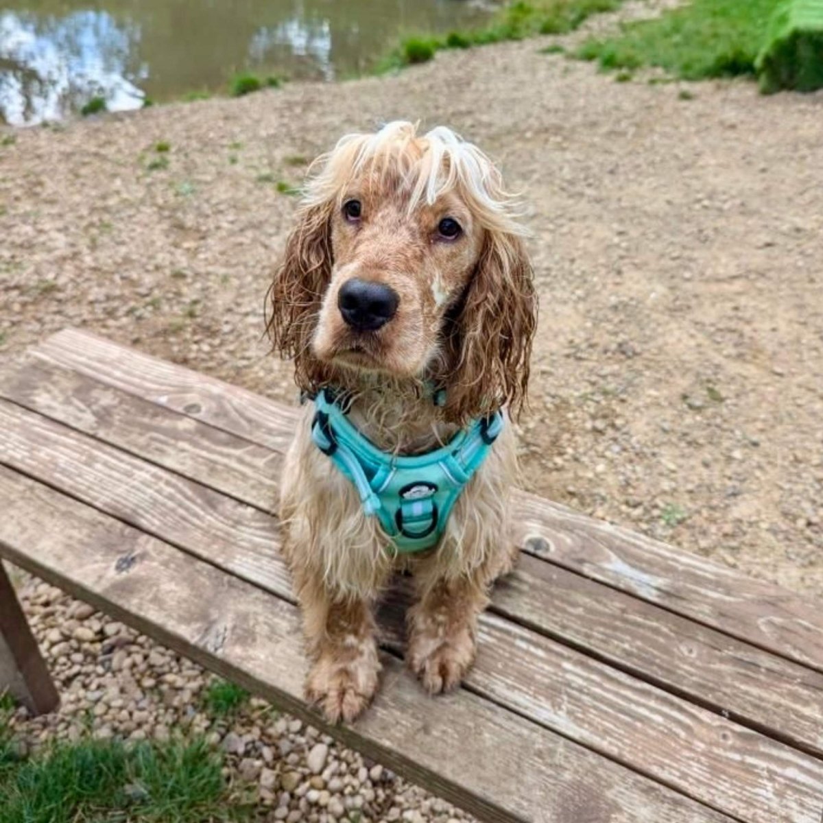 Rugged Rover™ Harness - Pastel Mint Green - mezetto PupClub Couture PupClub Couture