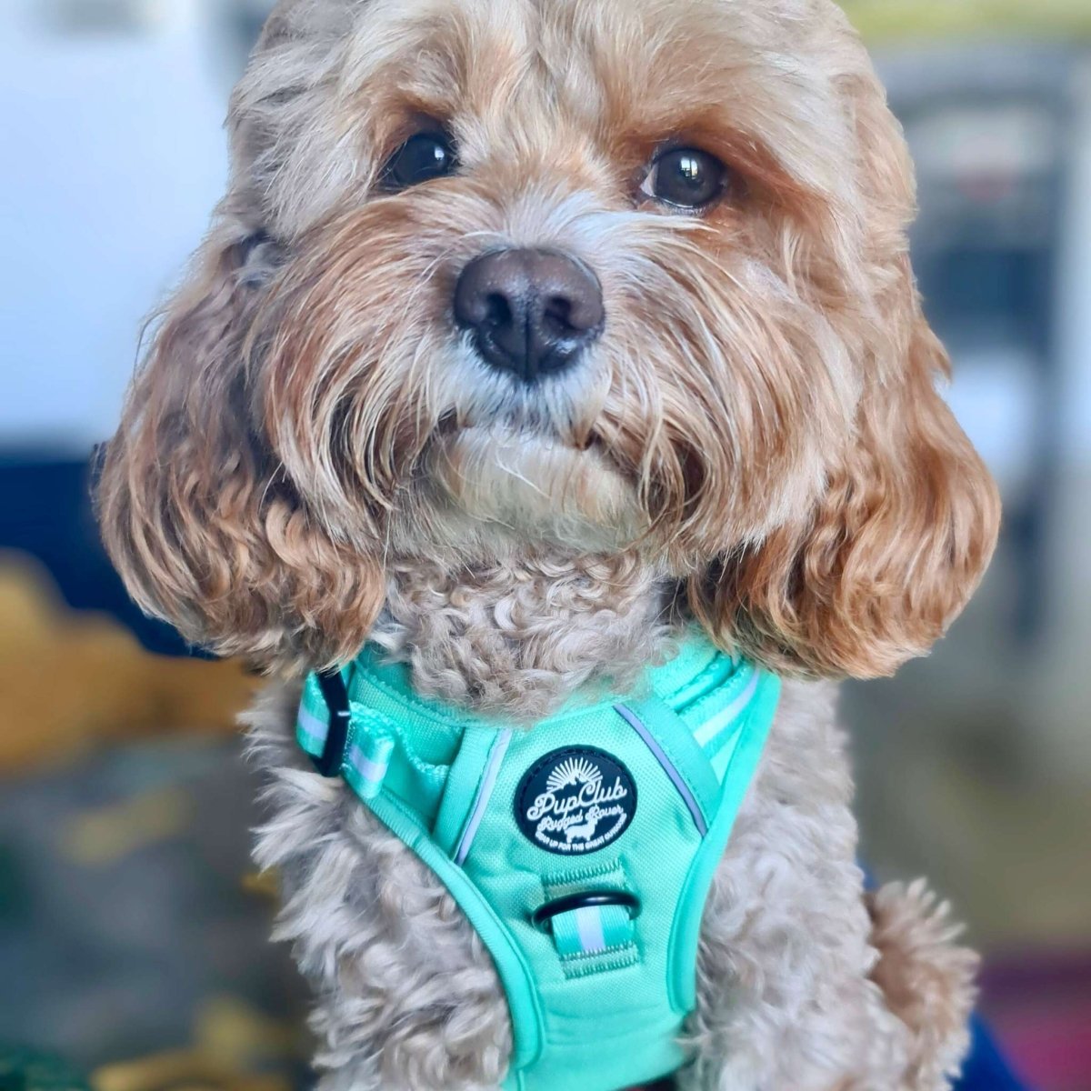 Rugged Rover™ Harness - Pastel Mint Green - mezetto PupClub Couture PupClub Couture