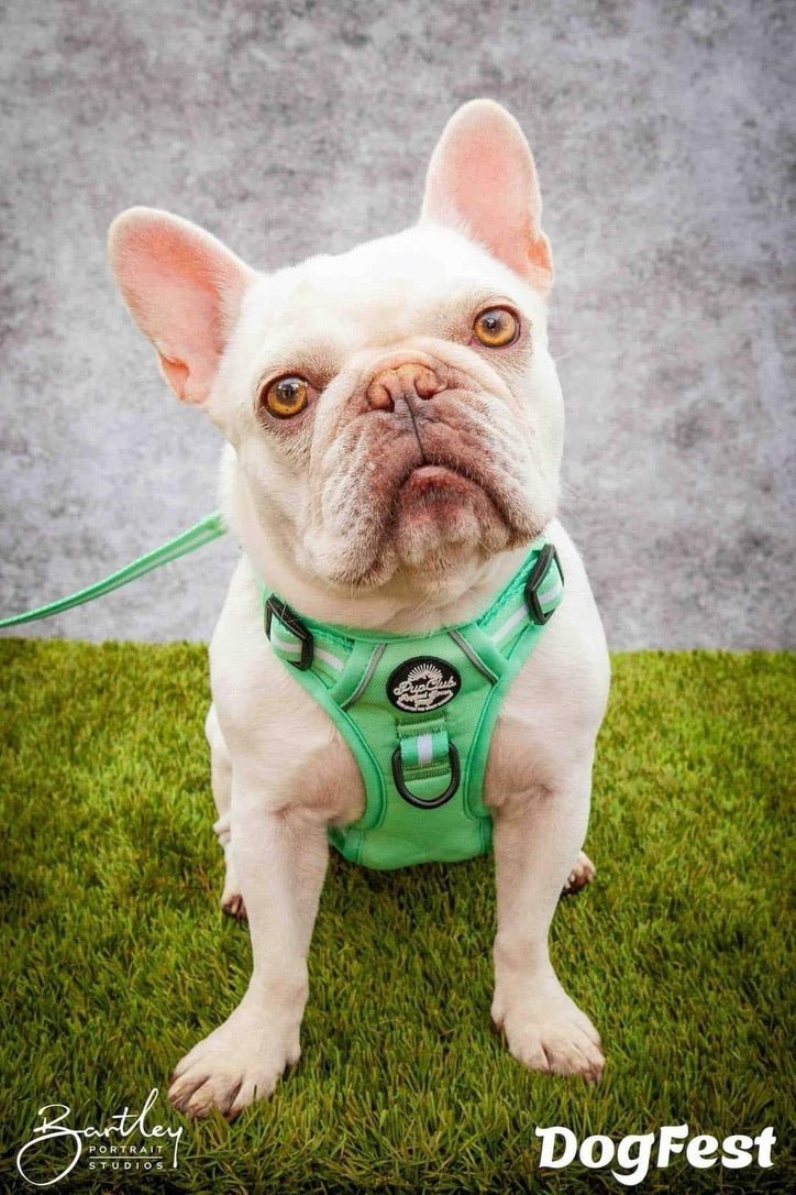 Rugged Rover™ Harness - Pastel Mint Green - mezetto PupClub Couture PupClub Couture